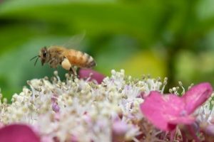 蜜蜂の花粉団子riki 2 辛夷社